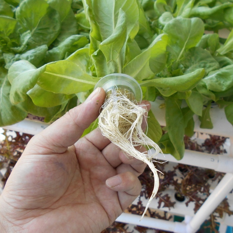 Sistem Hidroponik 3 Tingkat da - Hydroponic System ulasan dan harga