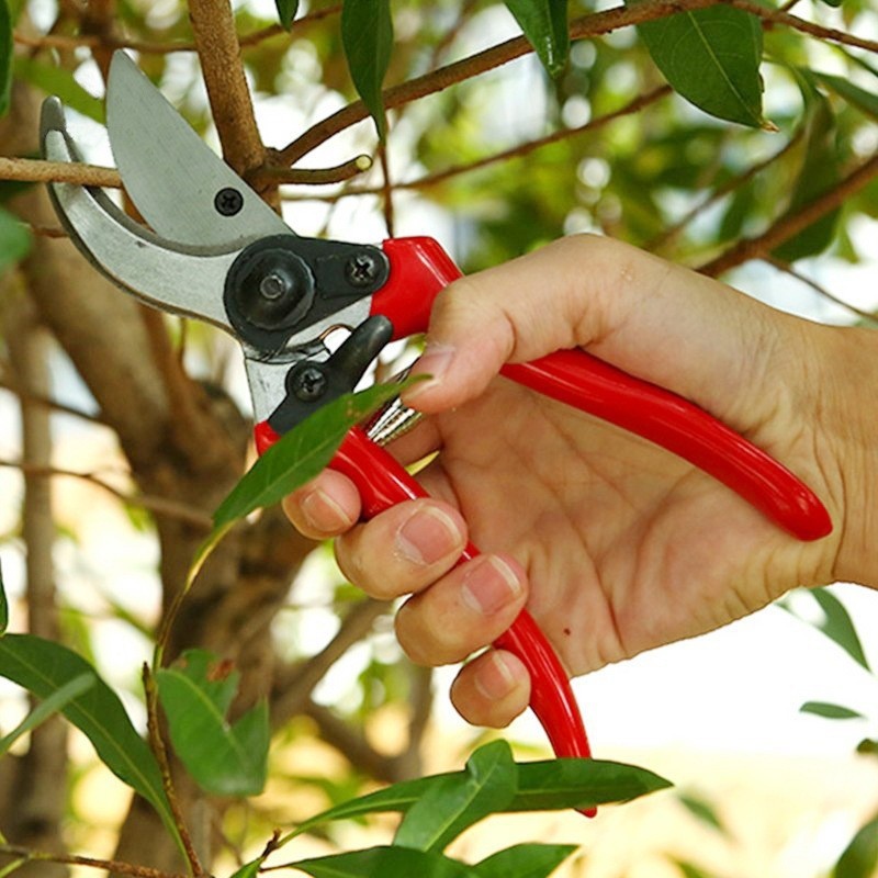 Gunting Pangkas Cangkok Premiu - Gardening Tools Quality ulasan dan harga