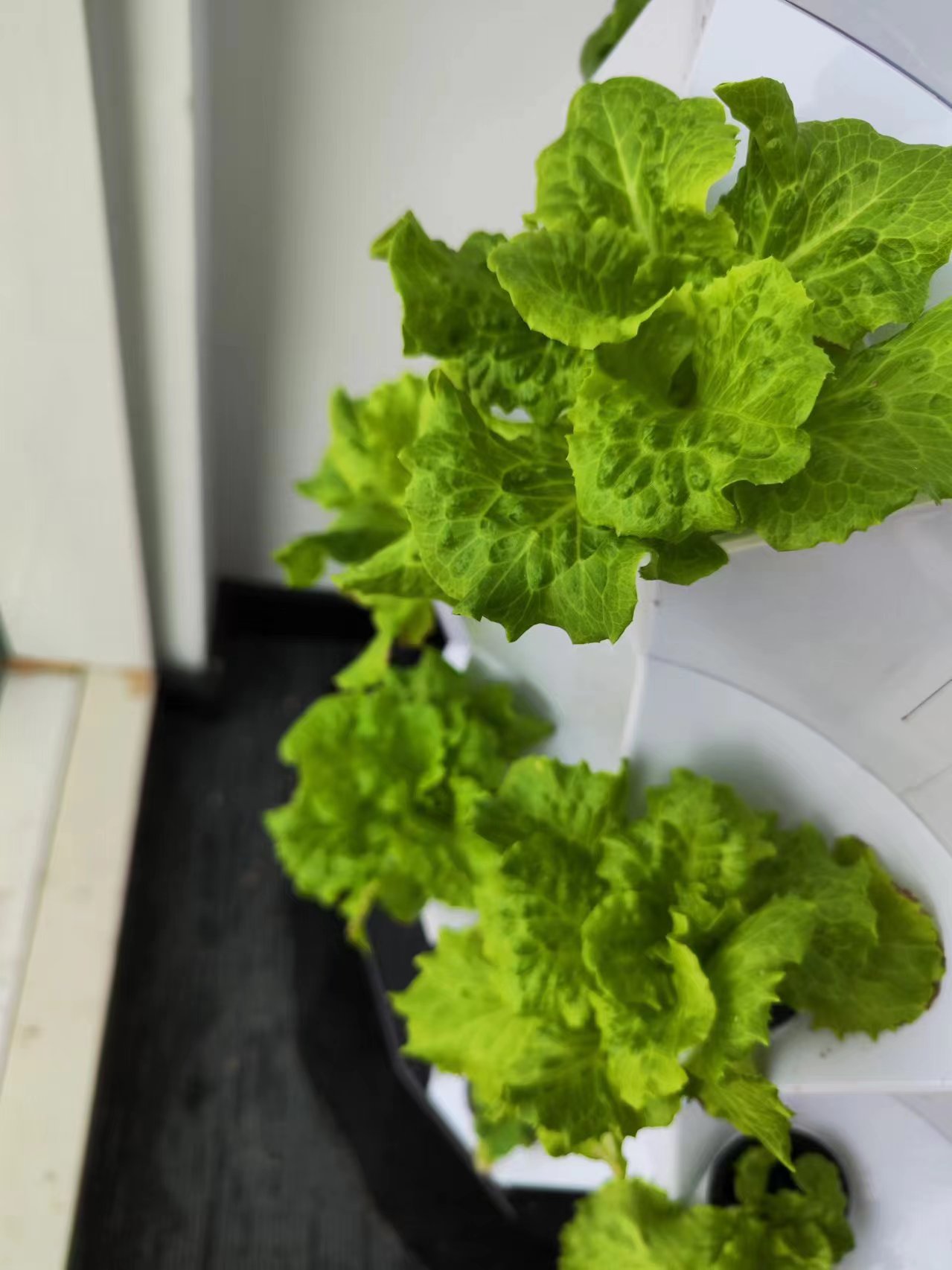 Sistem Irigasi Tetes Otomatis  - Hydroponic System ulasan dan harga